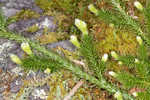 Running clubmoss